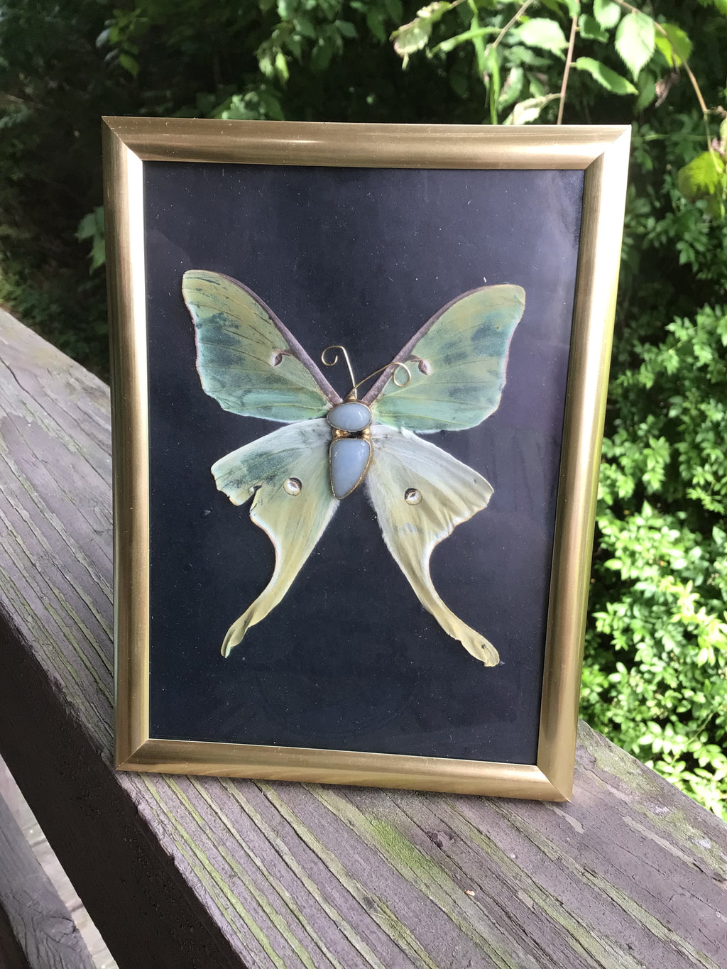 Moon Moth Shadowbox – Preserved Nature Art