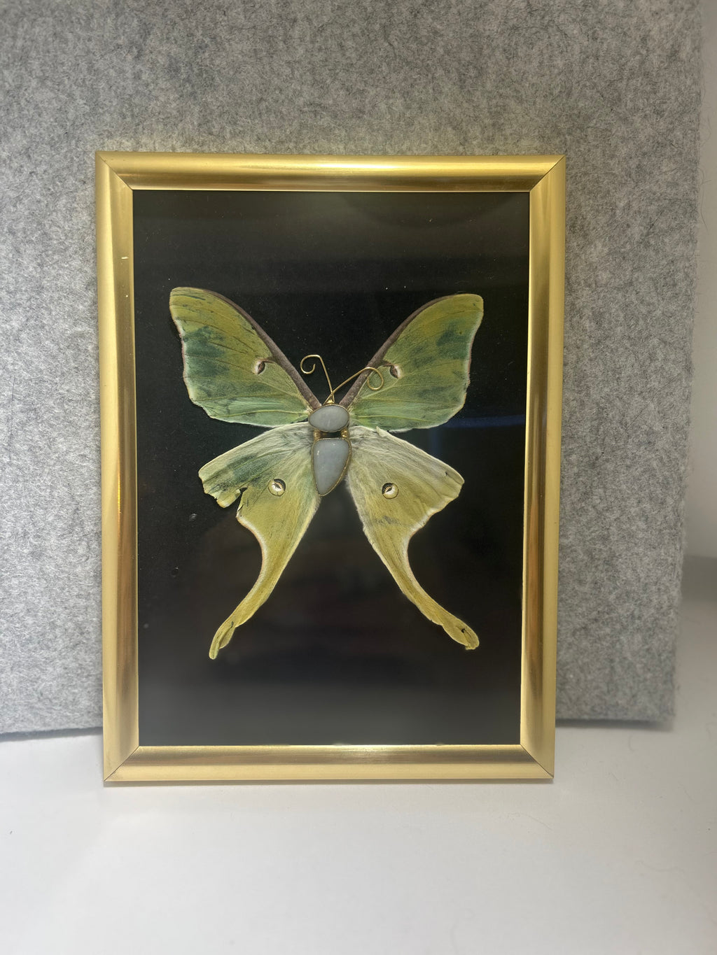 Moon Moth Shadowbox – Preserved Nature Art