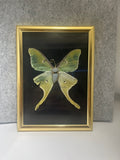Moon Moth Shadowbox – Preserved Nature Art